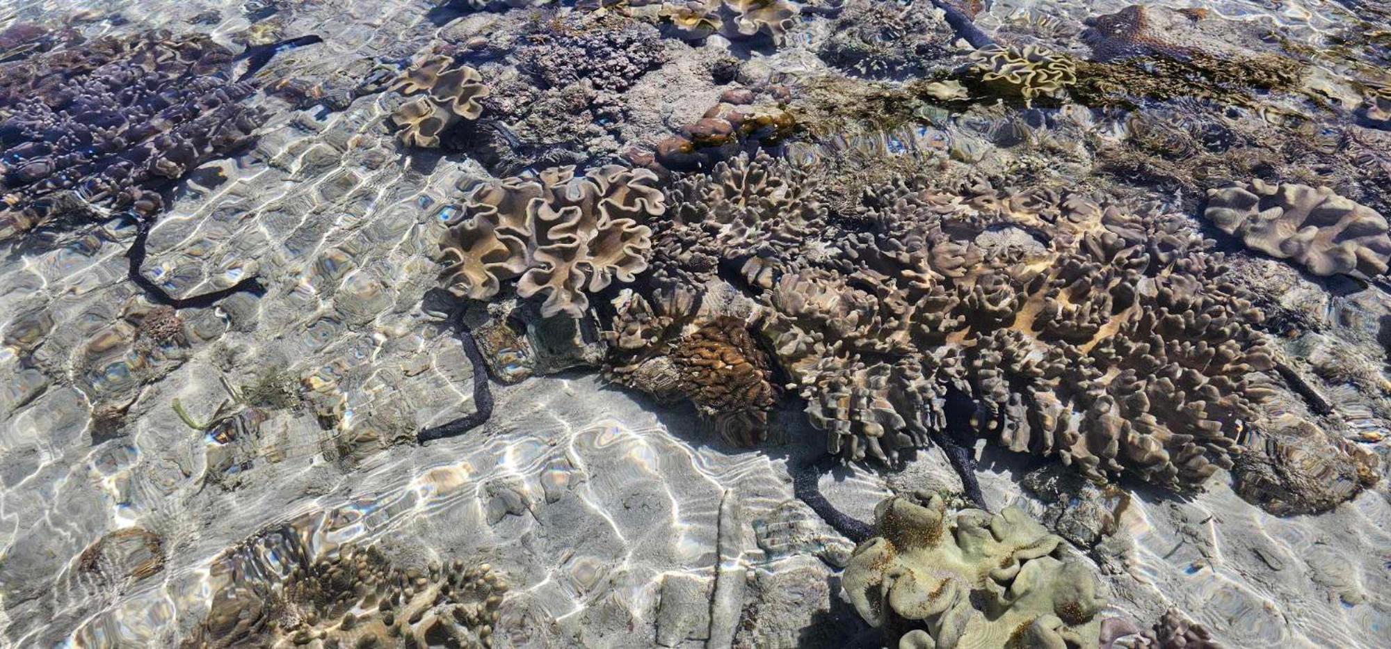 Eagles Nest Beach Resort Davao City Εξωτερικό φωτογραφία