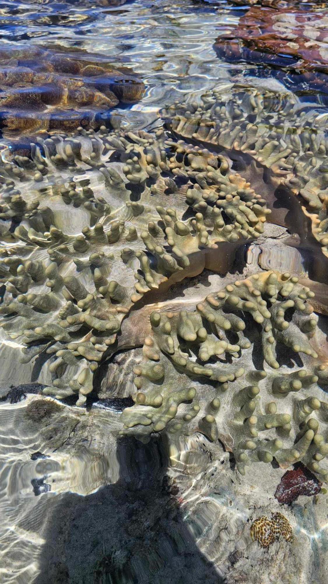 Eagles Nest Beach Resort Davao City Εξωτερικό φωτογραφία